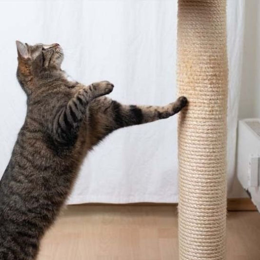 Griffoir chat poteau de remplacement arbre à chat et griffoir - Chatjoue