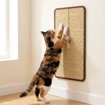 Griffoir Chat s'installe sur un mur , un accoudoir de canapé 