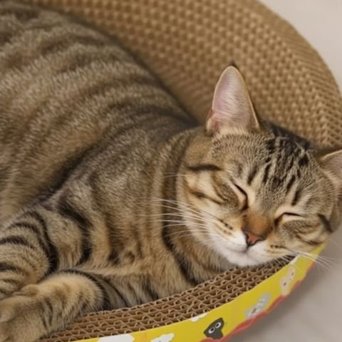 Griffoir en carton pour chat décore chats ou champignons| Proteccanapé - chatjoue - Chatjoue