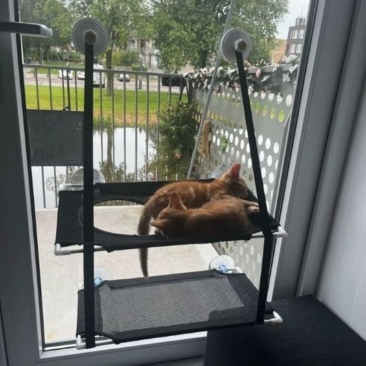 Hamac chat fenêtre possibilité 2 chats 