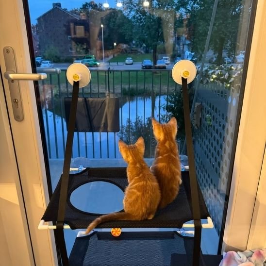 Hamac chat fenêtre toutes surfaces lisses 