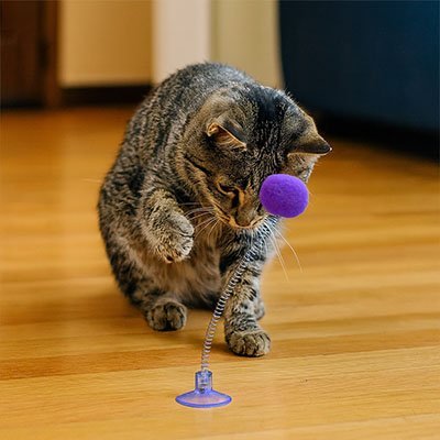Jeu Chat une ressort et un pompon | FélinActive - Chatjoue