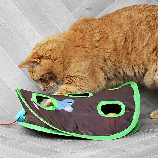 Jeu chat en forme de carapace de tortue | Interactif chajoue - Chatjoue