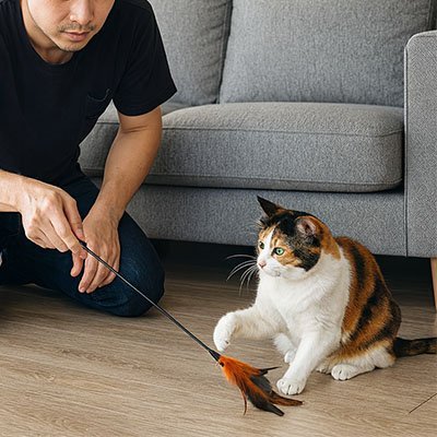 Jeu pour Chat plume suspendue sur tige | Félin'actif - Chatjoue