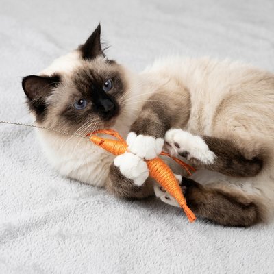 Jeux pour Chat en lot de 3 crevettes