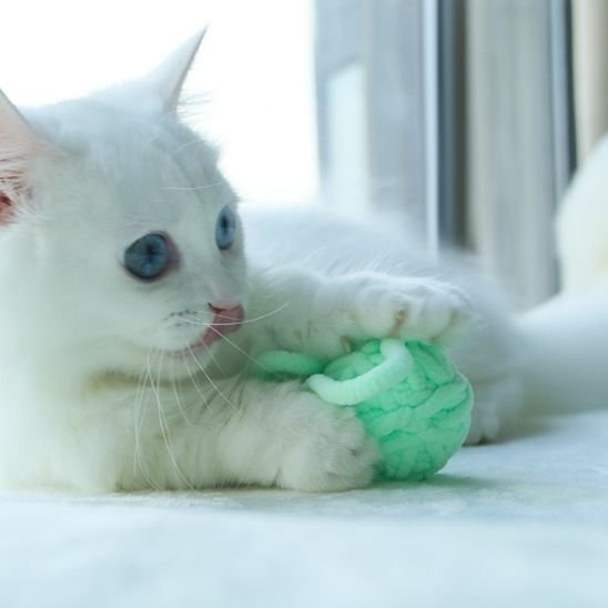 Jouet chat balle fils de couleurs vives | Interactif Félin - Chatjoue