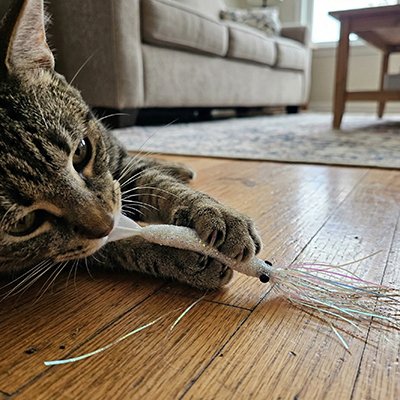 jouet Chat attractive pour tous les chats