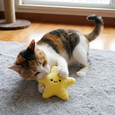 Jouet chat belle étoile de mer