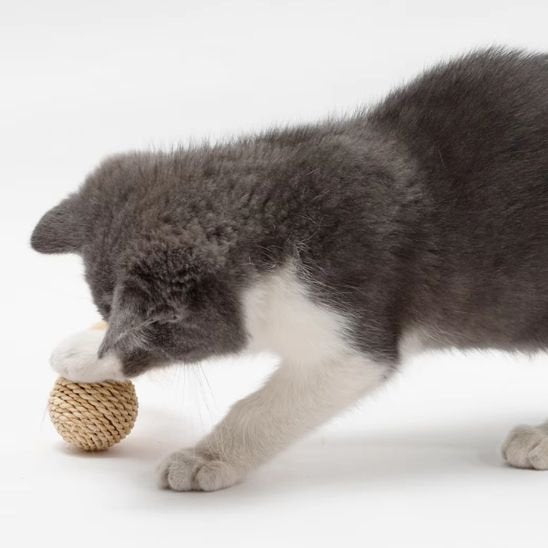 Balles en Rotin pour Chat - Jouet Interactif Rouleplume | Chatjoue - Chatjoue