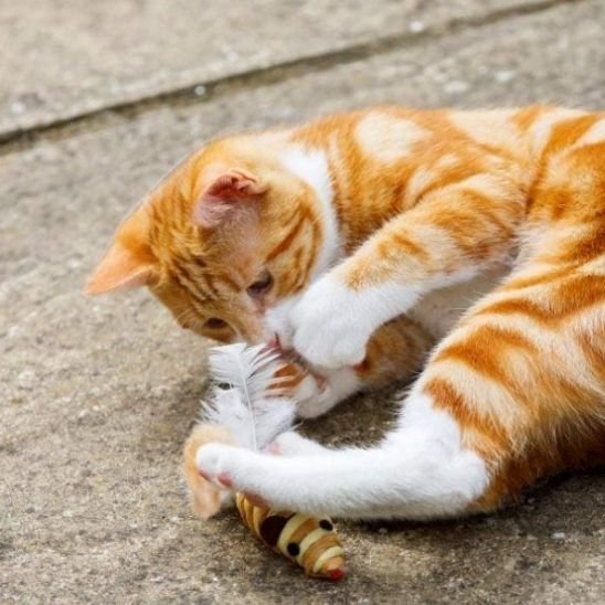 Jouet Chat Souris Sisal et Plumes - Interactif Stimul'Félin - Chatjoue - Chatjoue