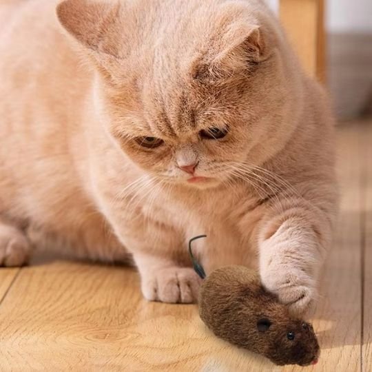 Jouet chat interactif petite souris à remonter - Chatjoue