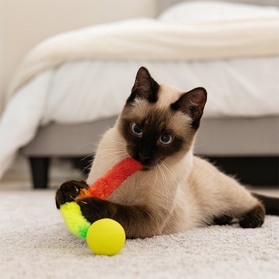 Jouet chat interactif boule et longue queue | Stimul'Instinct - Chatjoue