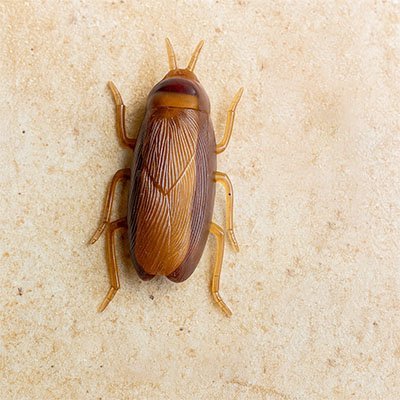 Jouet chat interactif en forme d'insectes et de souris - Chatjoue