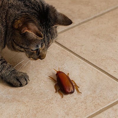 Jouet chat interactif en forme d'insectes et de souris - Chatjoue