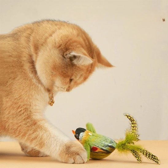 Jouet chat interactif petit oiseau chanteur - Chatjoue