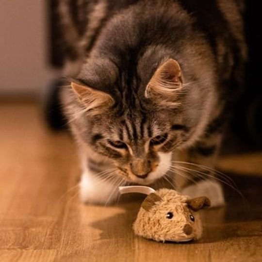 Jouet chat interactif petite souris à remonter - Chatjoue