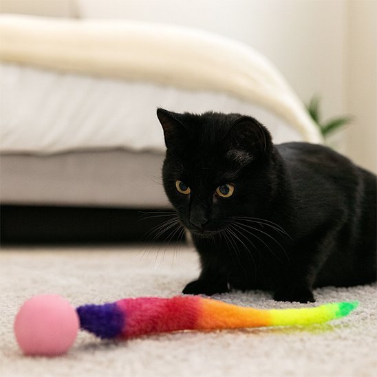 Jouet chat interactif boule et longue queue | Stimul'Instinct - Chatjoue