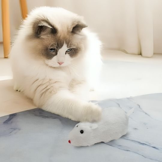 Jouet chat interactif petite souris à remonter - Chatjoue