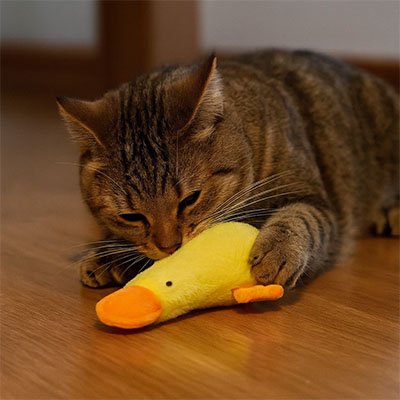 Jouet chat joli canard jaune