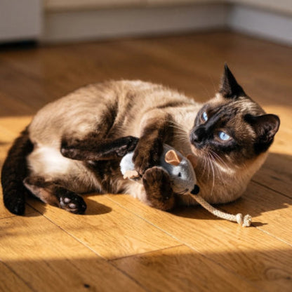 Jouet Chat souri grise entre pattes du chat