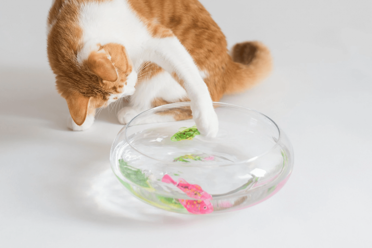 Jouet Interactif Chat - CatchyFish™ - Rose Bonbon - Chatjoue