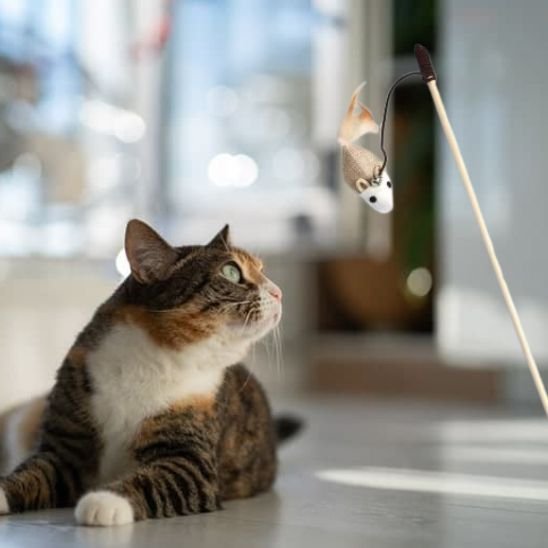 Jouet Baguette Interactif pour Chat - Animaux | Chatjoue - Chatjoue