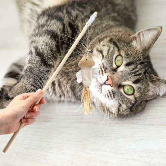 Jouet Baguette Interactif pour Chat - Animaux | Chatjoue - Chatjoue