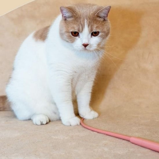 Jouet pour chat baguette queue de rat | stimulicat - chatjoue - Chatjoue
