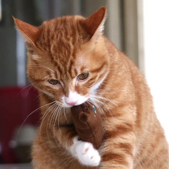 Jouet pour chat interactif peluche en velour | StimuloCat - Chatjoue