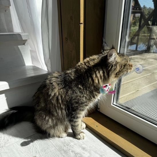Jouet pour chat interactif oiseau sur tige et ventouse - Chatjoue