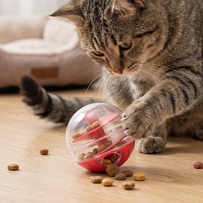 Jouet pour Chat d'apprentissage 