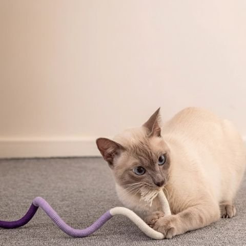 Jouet pour chat de couleur violet