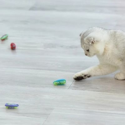 Jouet pour Chat coccinelle et scarabée interactifs| insectPlay - chatjoue - Chatjoue