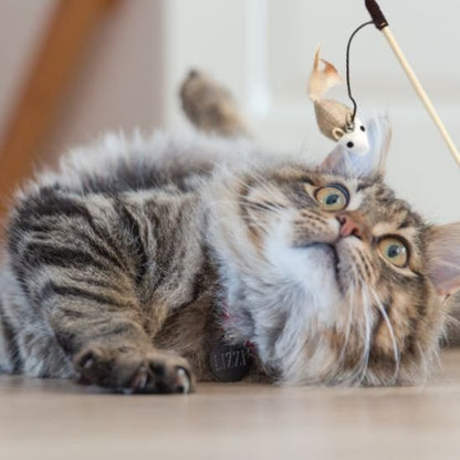 Jouet Baguette Interactif pour Chat - Animaux | Chatjoue - Chatjoue