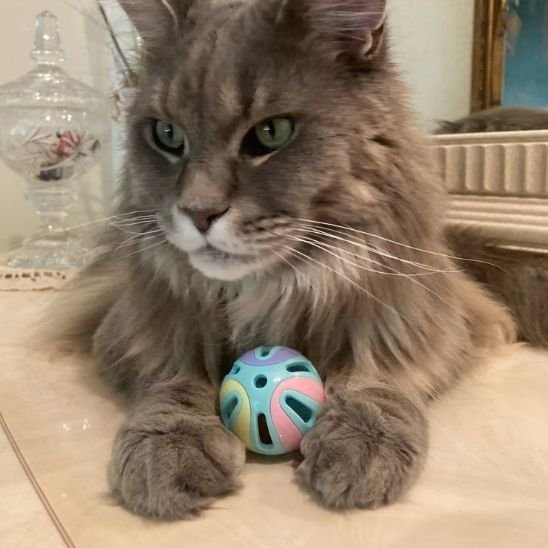 Jouet pour chat ne craignent pas les griffes