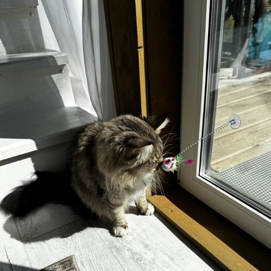 Jouet pour chat interactif oiseau sur tige et ventouse - Chatjoue