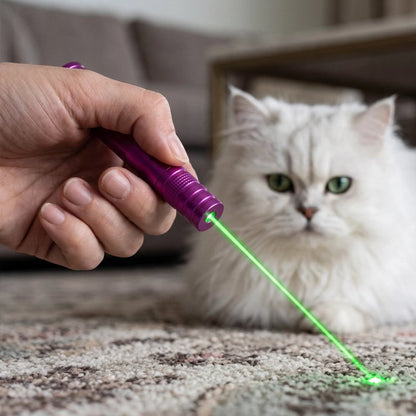 Laser pour chat violet tenu par homme chat regarde 