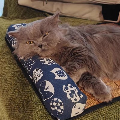 Lit chat de couleur bleu avec motif chat