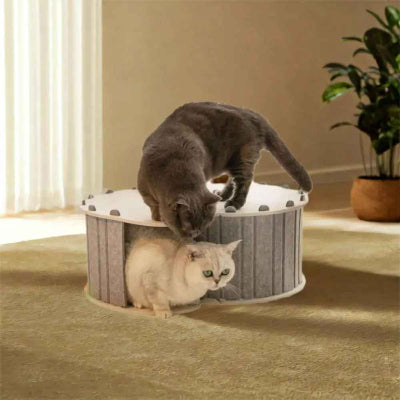 mason pour chaton deux chats jouent ensemble