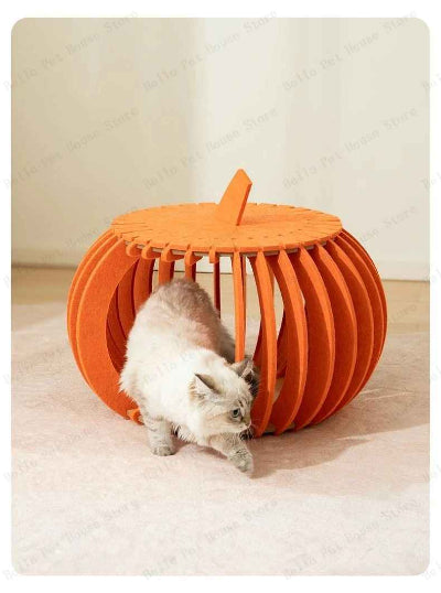 maison pour chaton orange et un chat blanc 