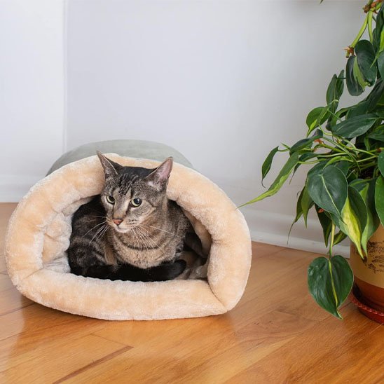 Panier Chat idéal pour tous les chats et surtout les Sphinx 