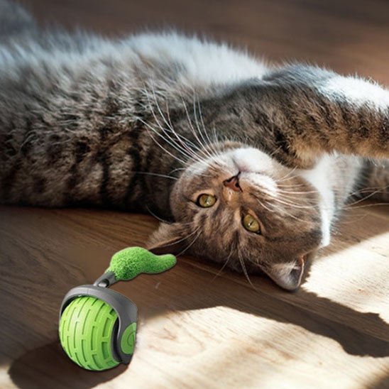 Jouet chat interactif | FéliPlay - Chatjoue