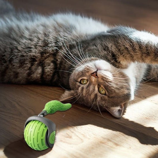 Jouet chat interactif | FéliPlay - Chatjoue