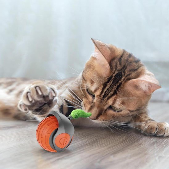 Jouet chat interactif | FéliPlay - Chatjoue