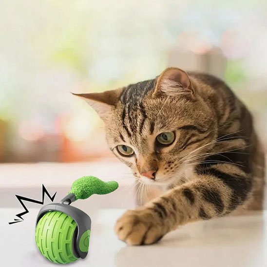 Jouet chat interactif | FéliPlay - Chatjoue