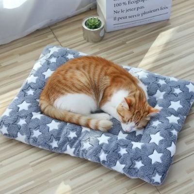 Tapis chat étoilé et chat roux qui dort 