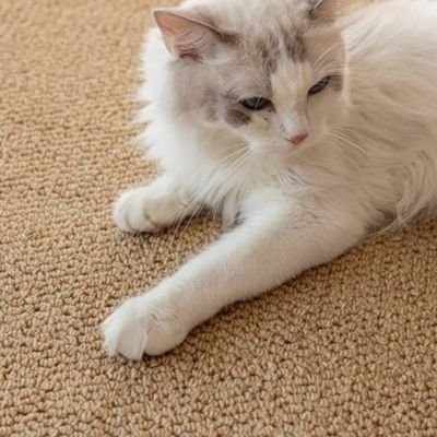 Tapis griffoir chat beau terrain de jeux | DuoProtect - chatjoue - Chatjoue