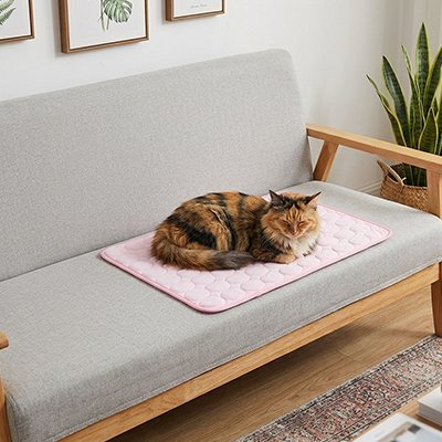 Tapis rafraichissant Chat sur canapé chat couché dessus 