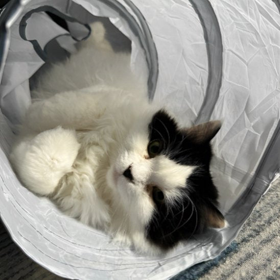 Tunnel chat | Pliable - Chatjoue