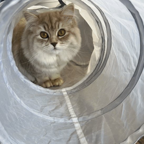 Tunnel chat | Pliable - Chatjoue